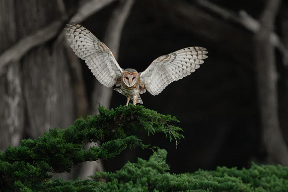 Barn Owl
