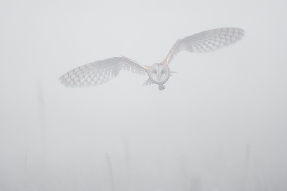Barn Owl, emerging from fog