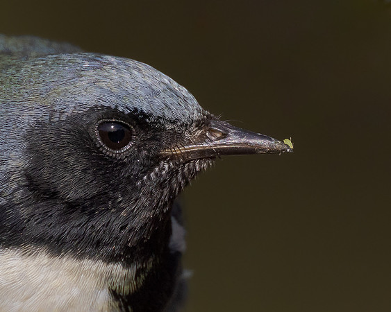 Black-throated Blue Warbler, with aphid