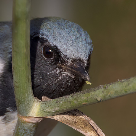 Black-throated Blue Warbler, with aphid