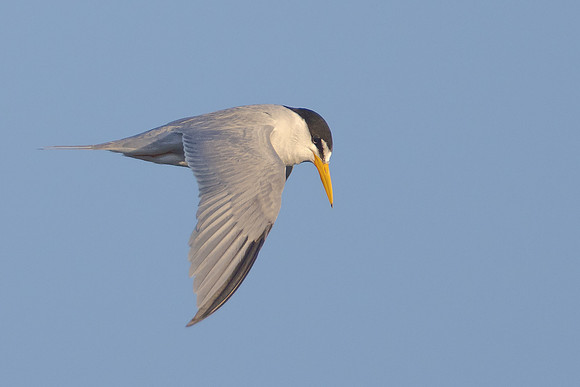 Least Tern