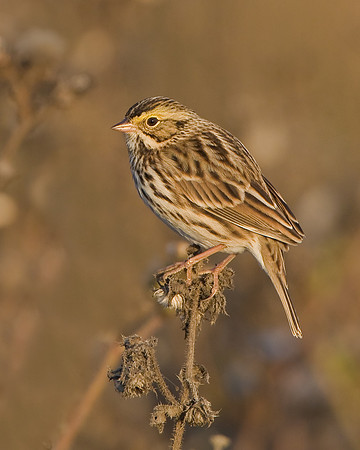 Savannah Sparrow