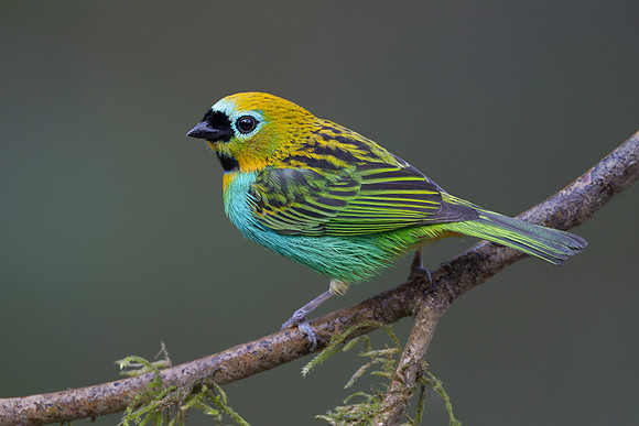 Hybrid: Brassy-breasted x Gilt-edged Tanager