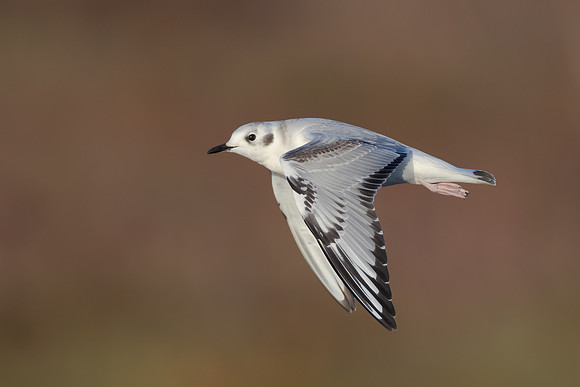 Bonaparte's Gull