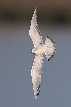 Bonaparte's Gull