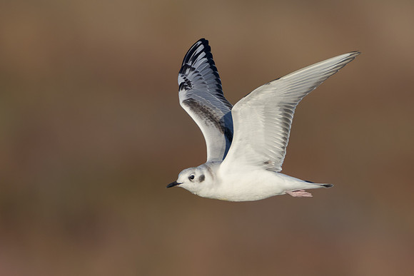 Bonaparte's Gull