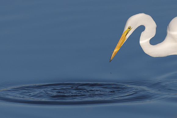 Great Egret