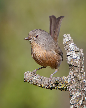 Wrentit