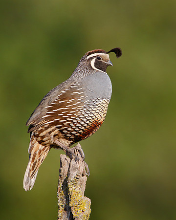 California Quail, male