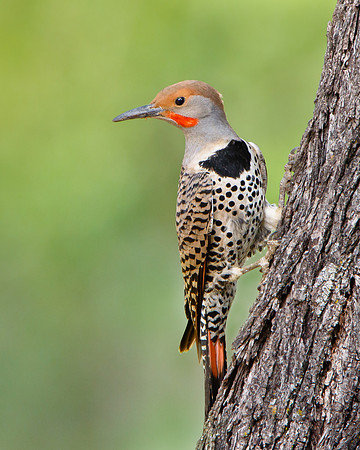 Northern Flicker (red-shafted), male