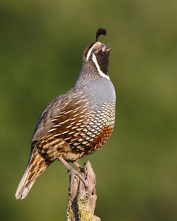 California Quail