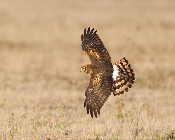 Northern Harrier