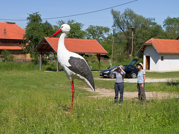 Bird-watching