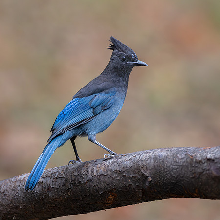 Steller's Jay