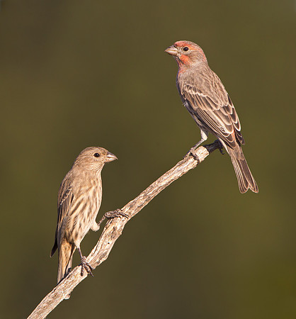 House Finches, male & female