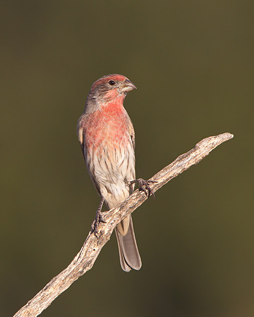 House Finch