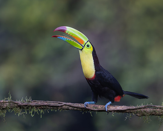 Keel-billed Toucan