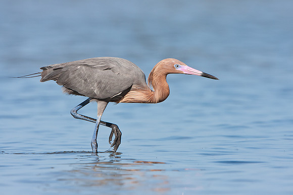 Reddish Egret