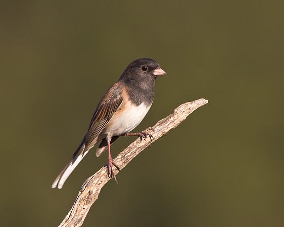 Dark-eyed Junco