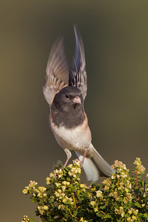 Dark-eyed Junco with wings upraised
