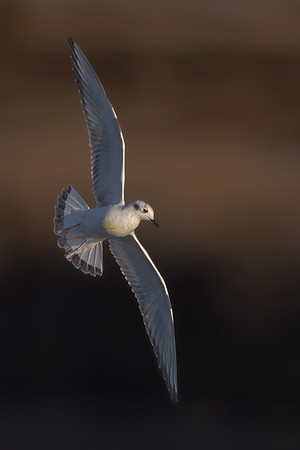 Bonaparte's Gull