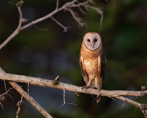Barn Owl
