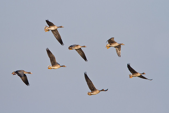 Greater White-fronted Geese