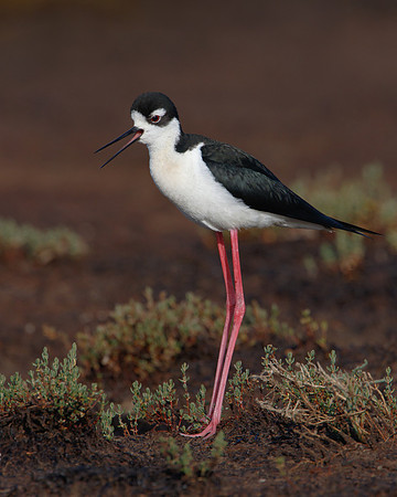 Black-necked Stilt