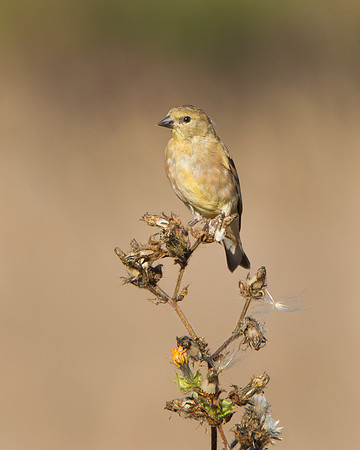American Goldfinch