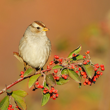 White-crowned Sparrow, juvenile