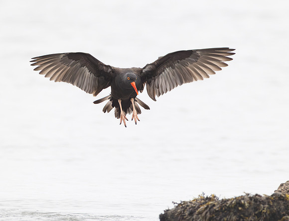 Black Oystercatcher