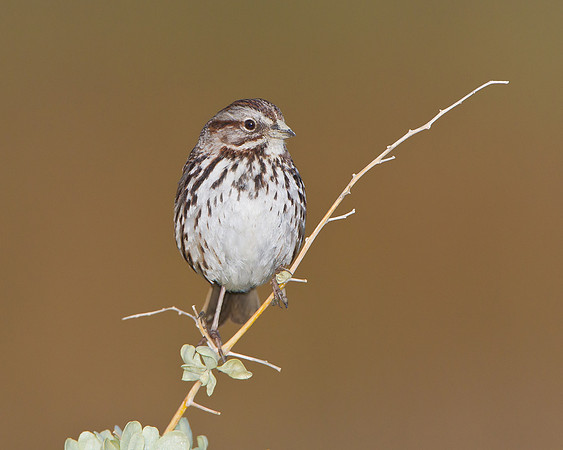 Song Sparrow