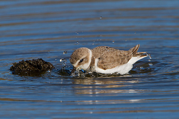 Snowy Plover, bathing