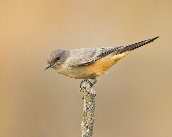 Say's Phoebe