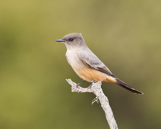 Say's Phoebe