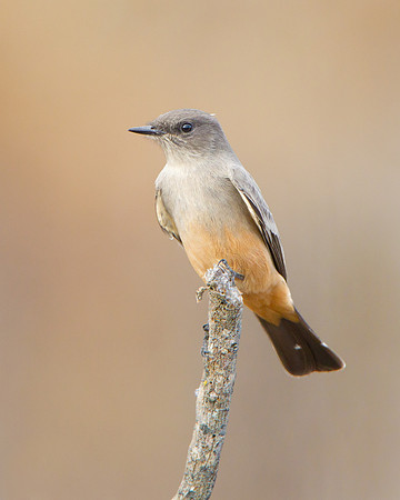 Say's Phoebe