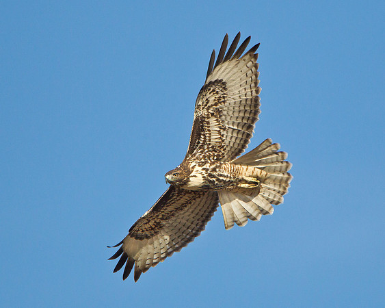 Red-tailed Hawk