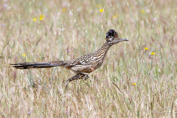 Greater Roadrunner