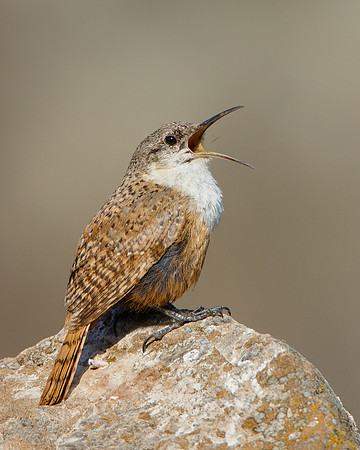 Canyon Wren singing