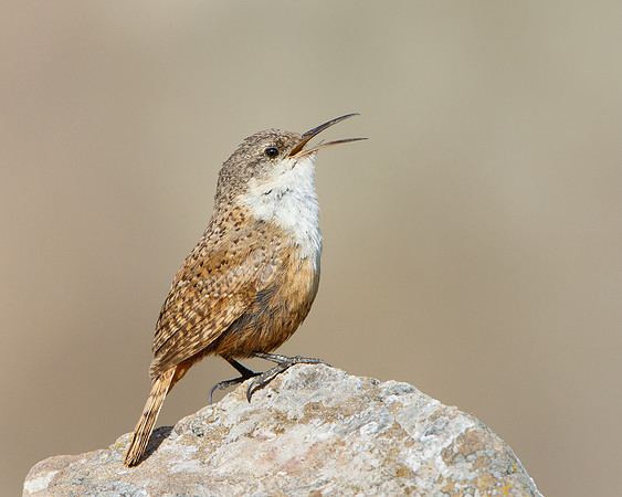 Canyon Wren
