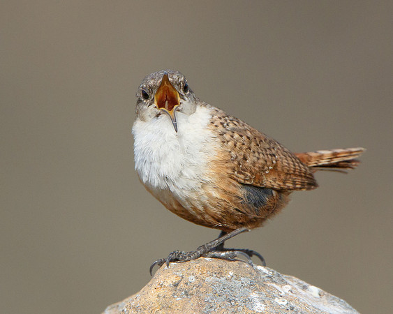 Canyon Wren