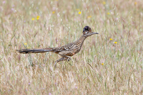 Greater Roadrunner
