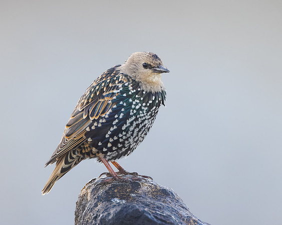 European Starling, juvenile