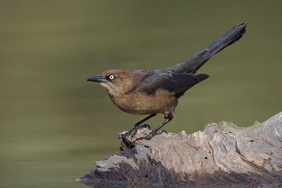Great-tailed Grackle, female