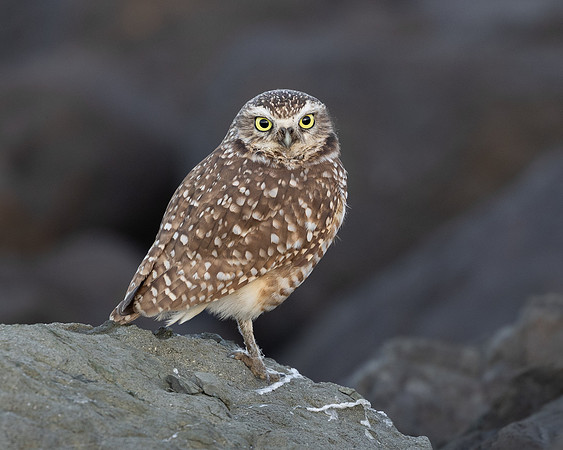 Burrowing Owl