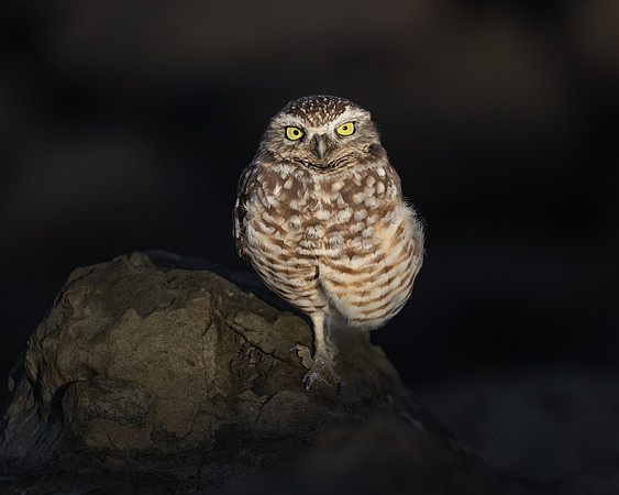 Burrowing Owl