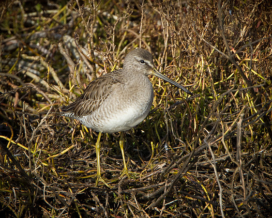 Dowitcher