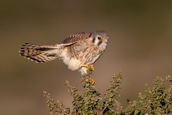 American Kestrel