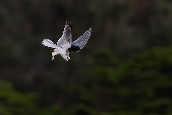 White-tailed Kite, diving