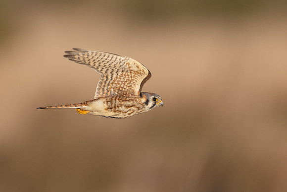 American Kestrel